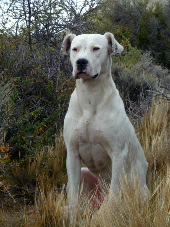 image of a Argentine Dogo