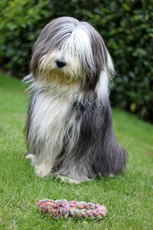 image of a Bearded Collie