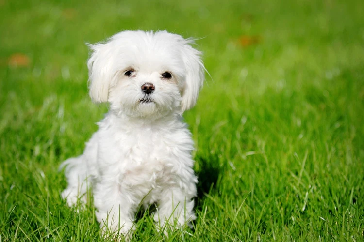 image of a Maltese dog
