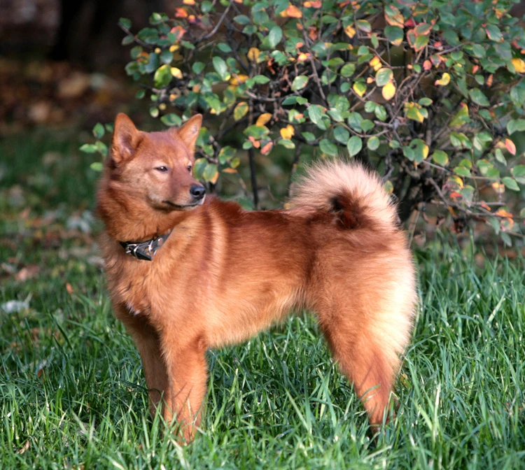 image of a Finnish Spitz