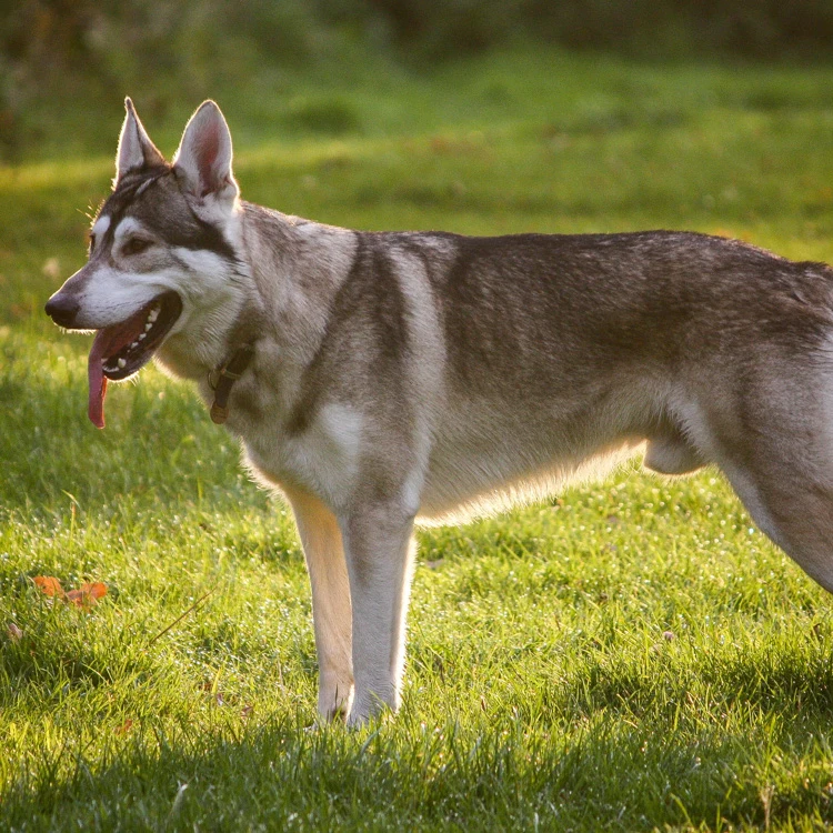 image of a Northern Inuit