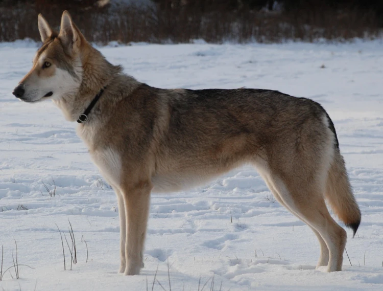 image of a Saarloos Wolfdog