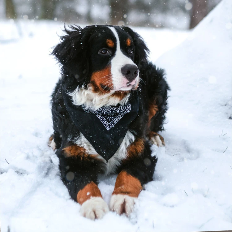 image of a Bernese Mountain Dog