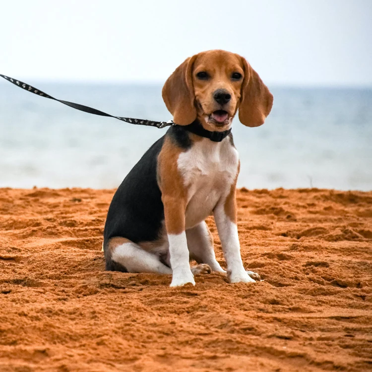 image of a Beagle