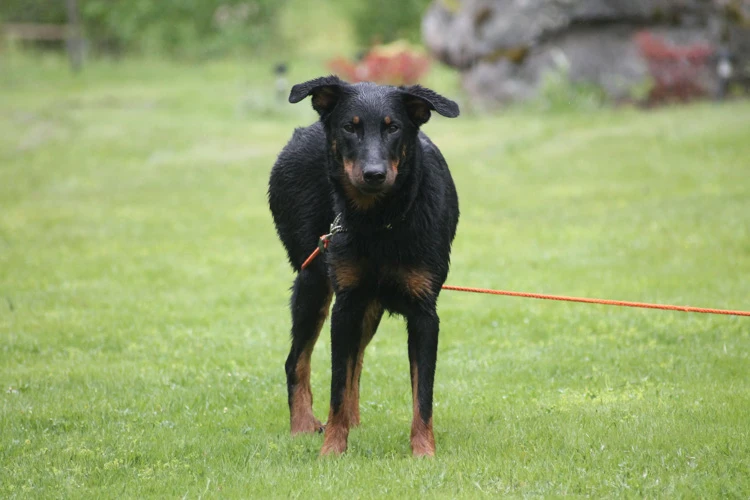 image of a Beauceron