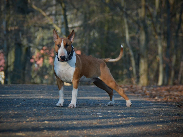 image of a Bull Terrier