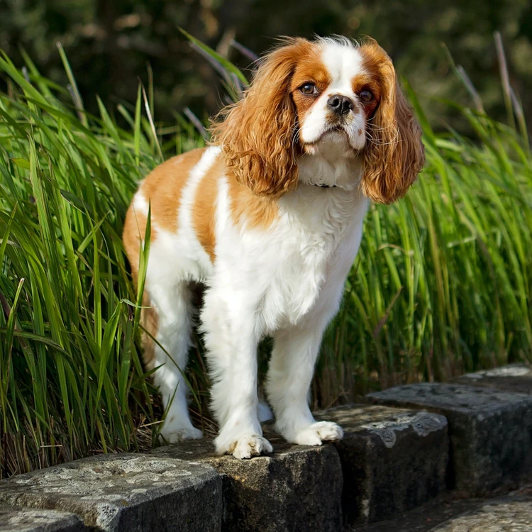 image of a Cavalier King Charles