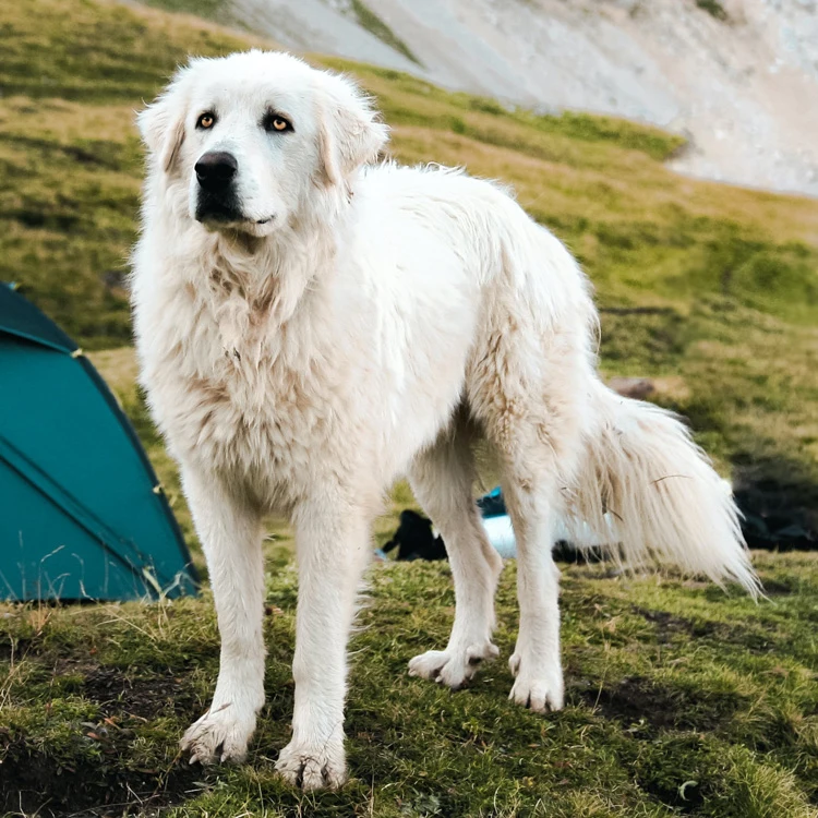image of a Pyrenean Mountain Dog