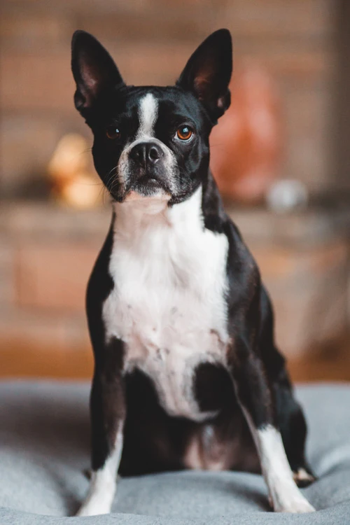image of a Boston Terrier