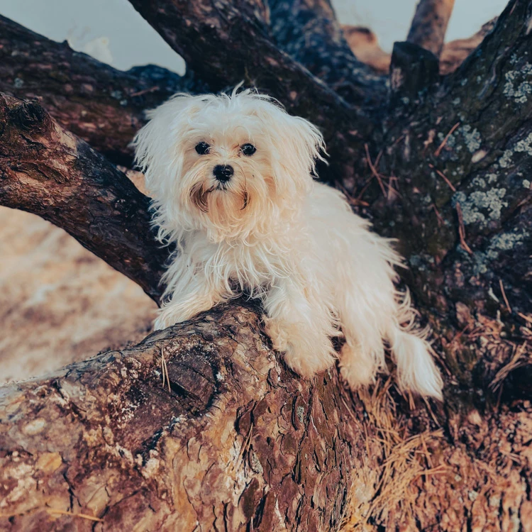image of a Lhasa Apso