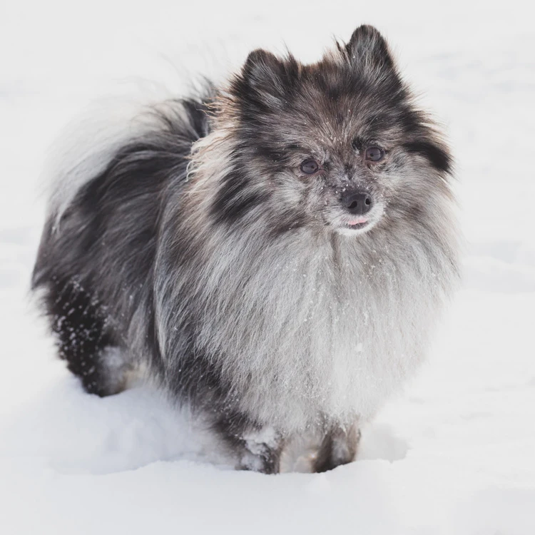 image of a Pomeranian