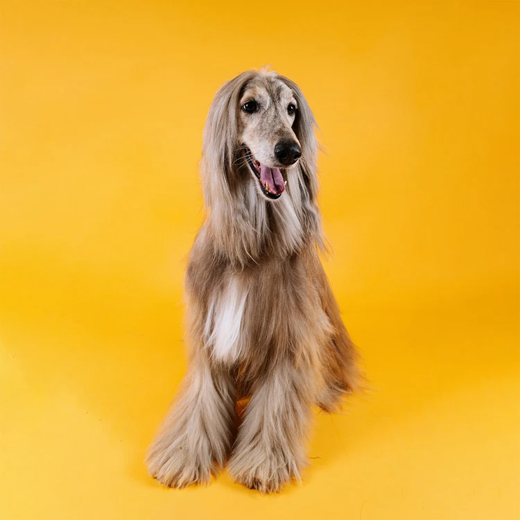 image of a Afghan Hound