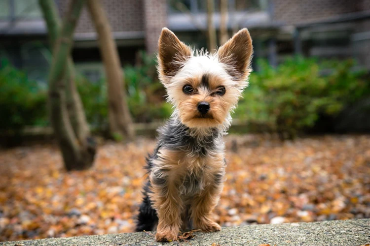image of a Yorkshire Terrier