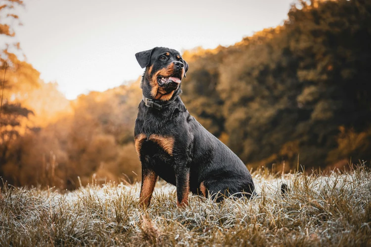 image of a Rottweiler