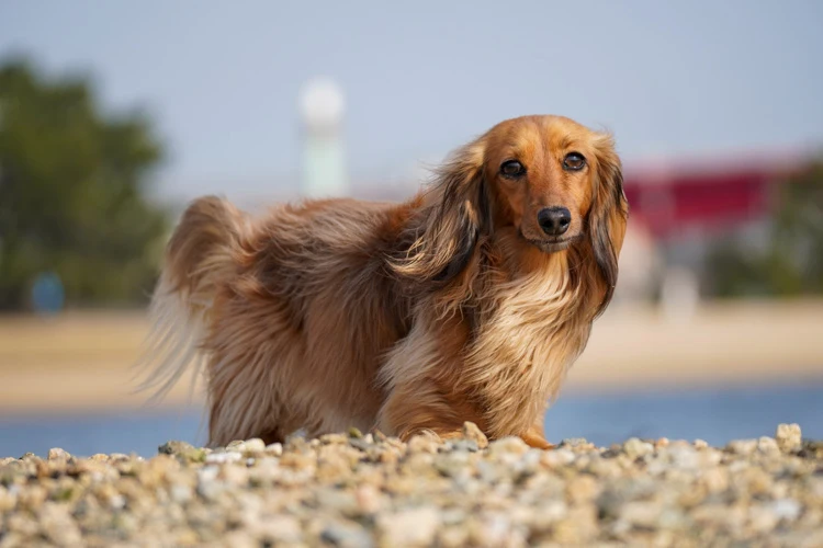 image of a Dachshund