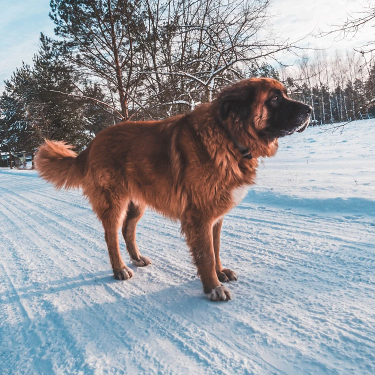 image of a Leonberger