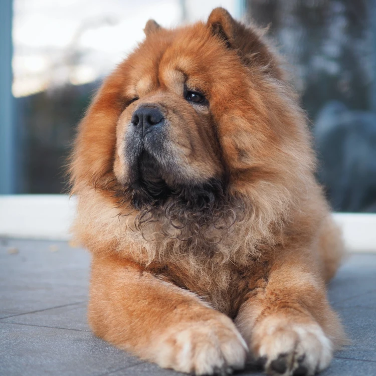 image of a Chow Chow