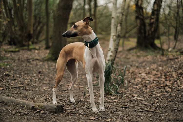 image of a Whippet