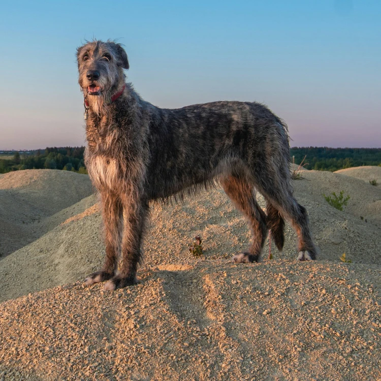 image of a Irish Wolfhound
