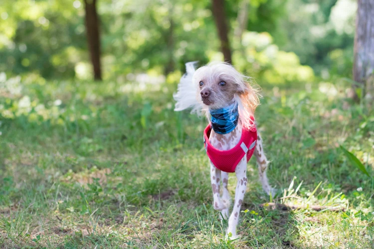 image of a Chinese Crested Dog 