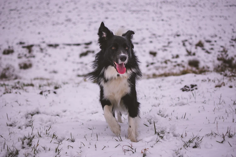 image of a Border Collie