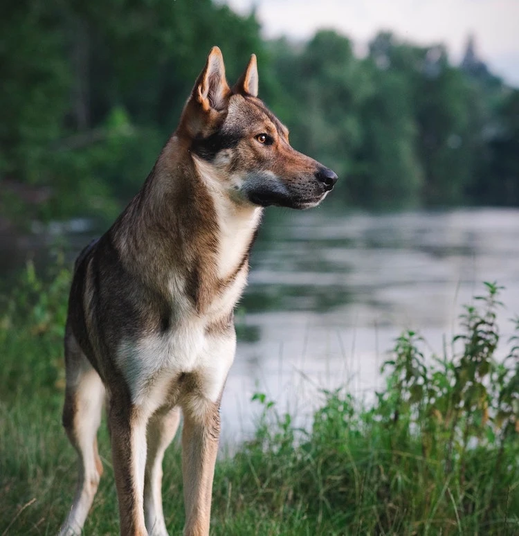 image of a Czechoslovakian Wolfdog