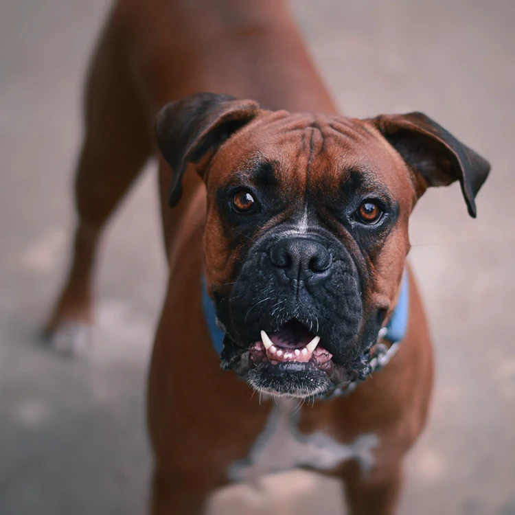 image of a Boxer
